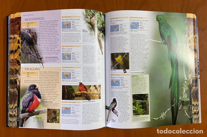 Libros de segunda mano: BIRD - THE DEFINITIVE VISUAL GUIDE - DK BOOKS - Foto 5