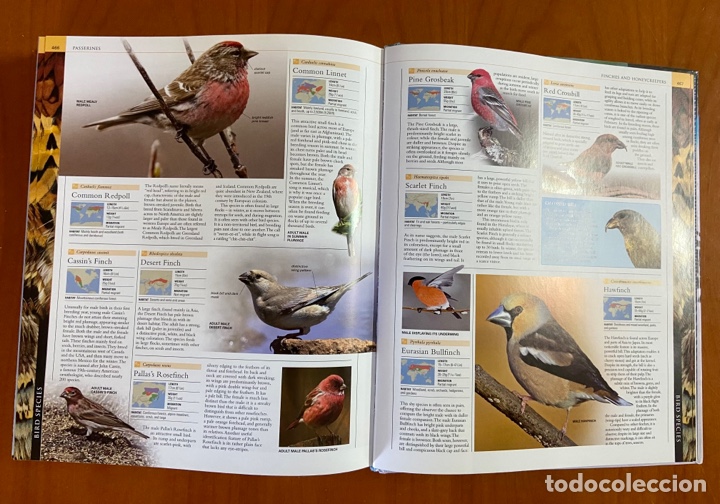 Libros de segunda mano: BIRD - THE DEFINITIVE VISUAL GUIDE - DK BOOKS - Foto 6