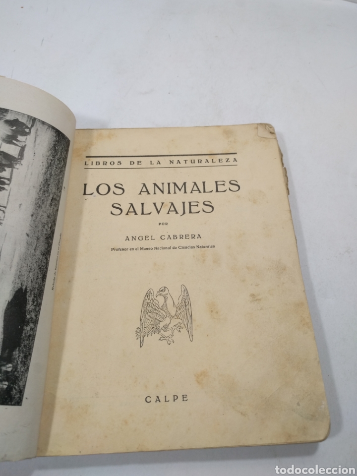 Libros de segunda mano: Los animales salvajes. &Aacute;ngel Cabrera. Calpe. - Foto 3