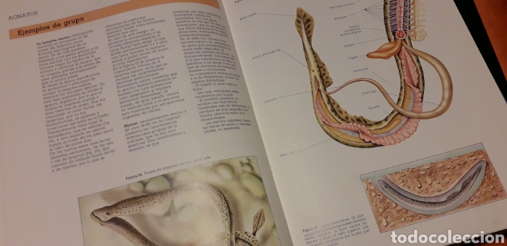 Libros de segunda mano: COLECCI&Oacute;N ATLAS DE CIENCIAS, I, EDIBOOK, - Foto 7