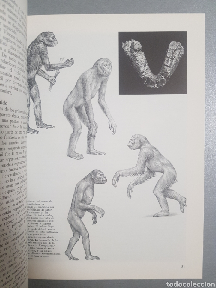 Libros de segunda mano: RICHARD E. LEAKEY . LA FORMACI&Oacute;N DE LA HUMANIDAD - Foto 4