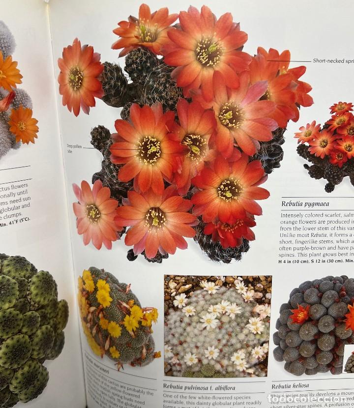 Libros de segunda mano: The complete book of Cacti & Succulents - Foto 9