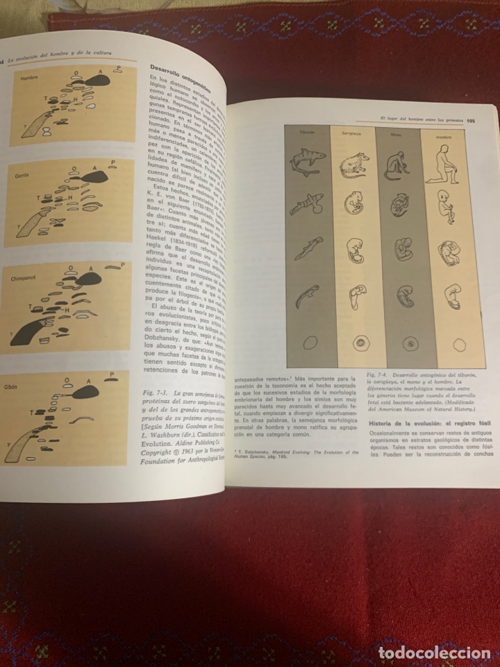 Libros de segunda mano: Antropolog&iacute;a. El estudio del hombre. E. Adamson Hoebel. - Foto 6