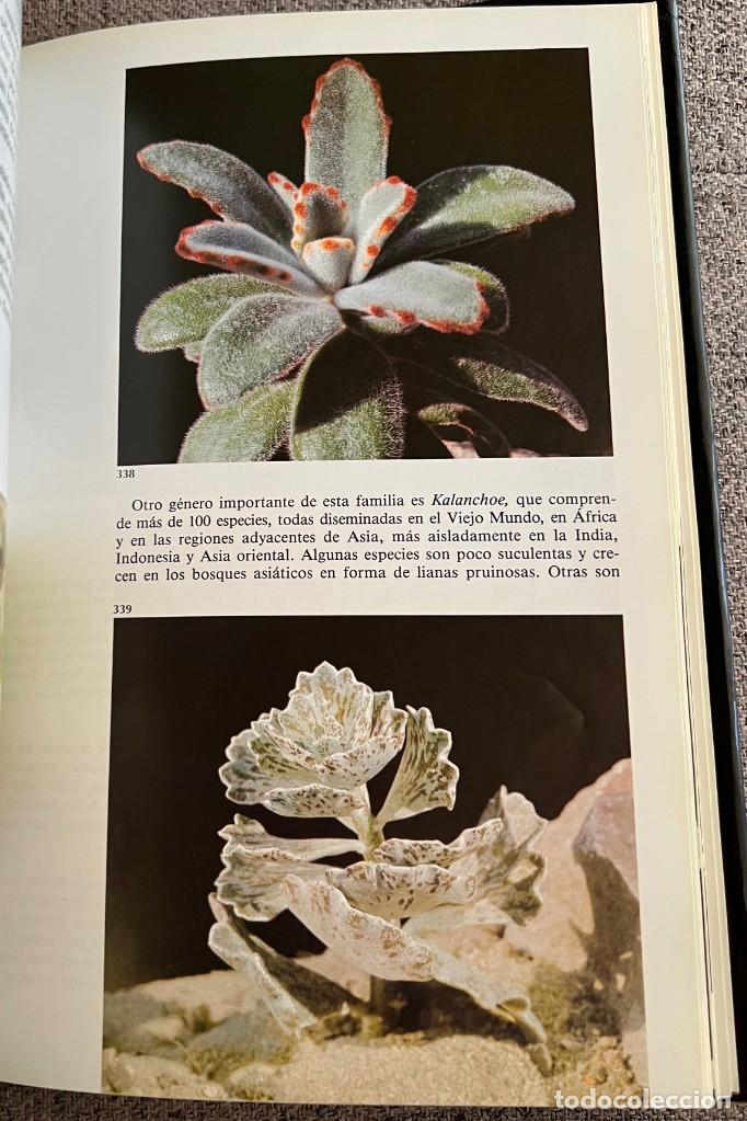 Libros de segunda mano: PEQUE&Ntilde;A ENCICLOPEDIA DE CACTUS - 426 Ilustraciones - Foto 9