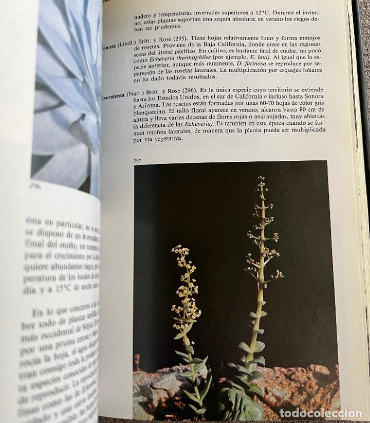 Libros de segunda mano: PEQUE&Ntilde;A ENCICLOPEDIA DE CACTUS - 426 Ilustraciones - Foto 10