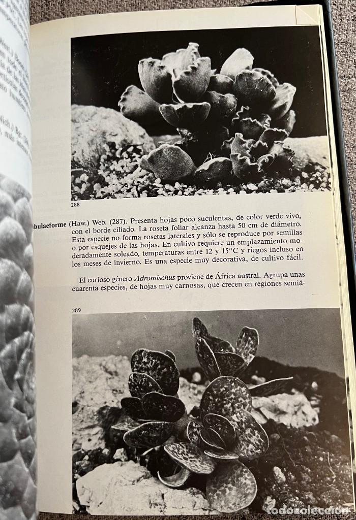 Libros de segunda mano: PEQUE&Ntilde;A ENCICLOPEDIA DE CACTUS - 426 Ilustraciones - Foto 11