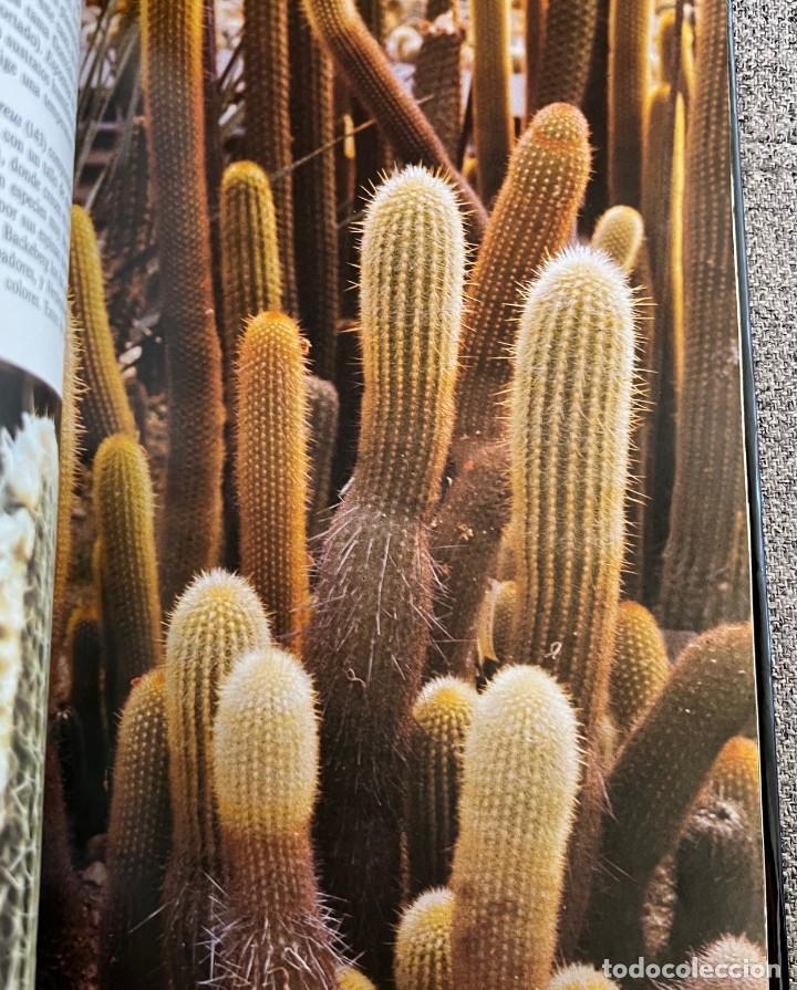Libros de segunda mano: PEQUE&Ntilde;A ENCICLOPEDIA DE CACTUS - 426 Ilustraciones - Foto 15