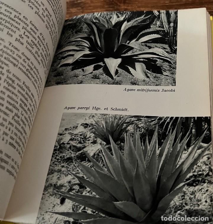 Libros de segunda mano: PLANTES GRASSES autres que les Cact&eacute;es - A. Bertrand - Foto 10