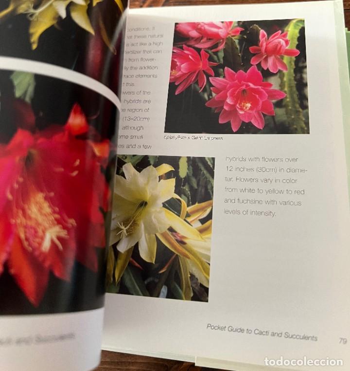 Libros de segunda mano: A Pocket guide to Cacti and Succulents - Terry Hewitt - Foto 12