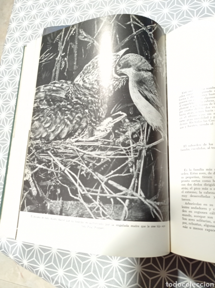 Libros de segunda mano: Los animales - Foto 3