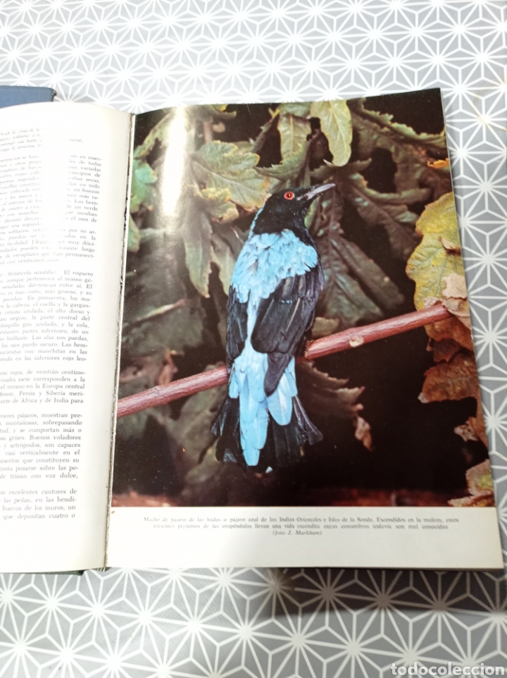 Libros de segunda mano: Los animales - Foto 4
