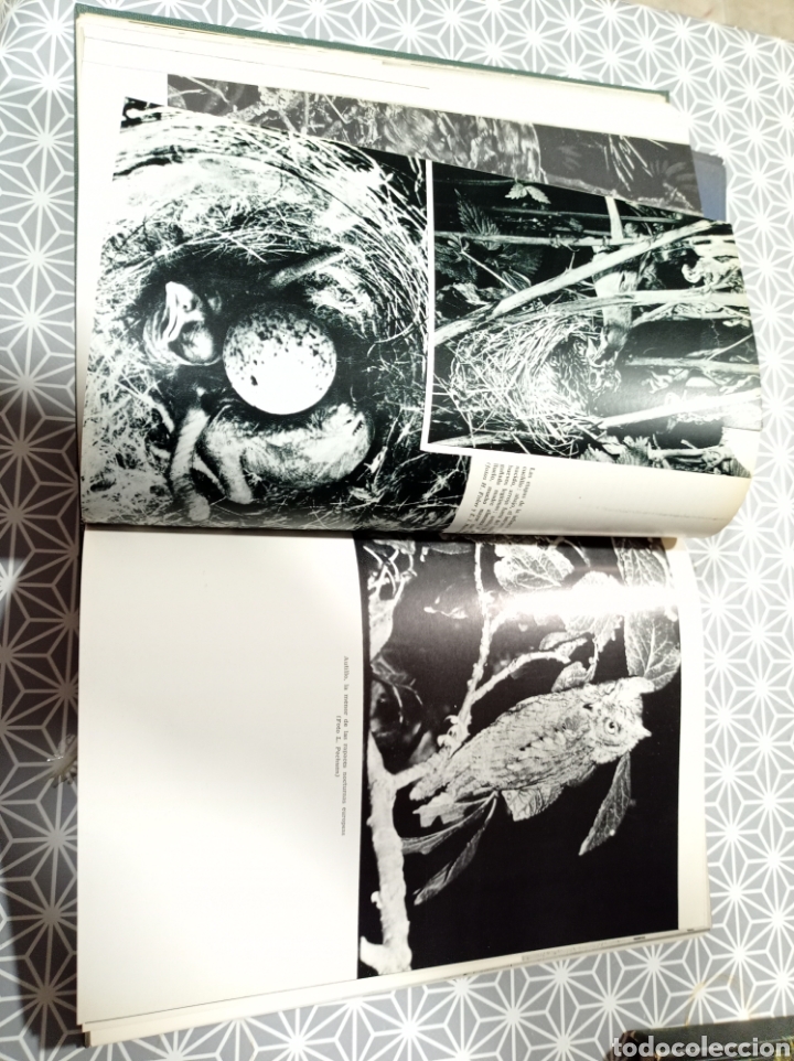 Libros de segunda mano: Los animales - Foto 5