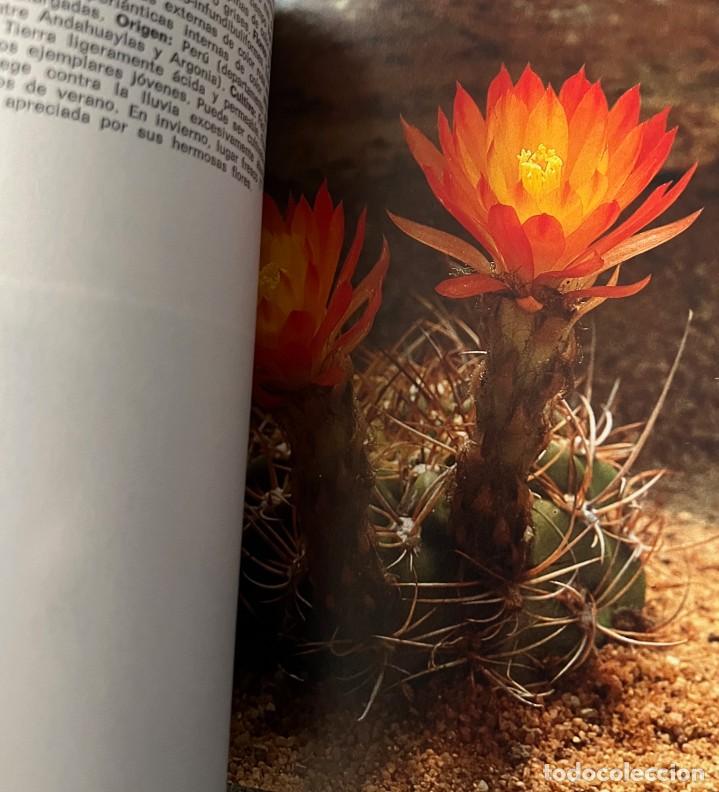 Libros de segunda mano: Cactos y otras suculentas - Hans Hecht - Foto 5