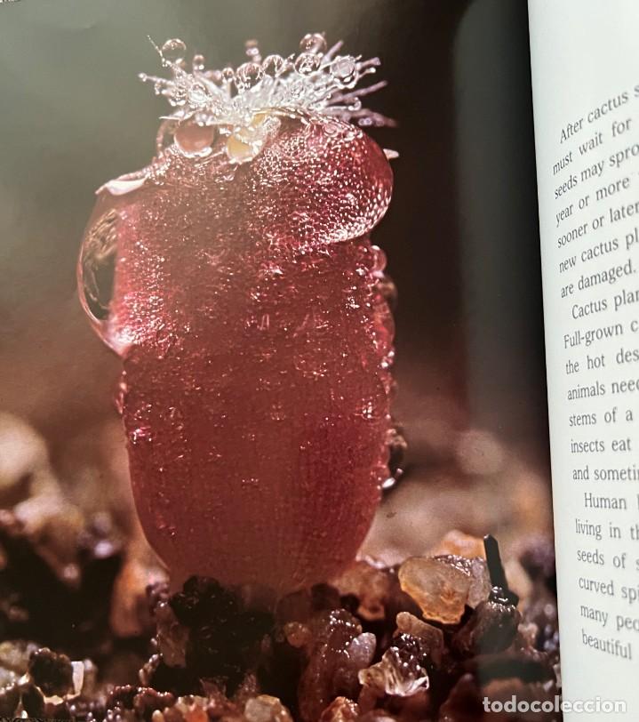 Libros de segunda mano: Cactus &middot; Cynthia Overbeck &middot; This edition first published 1982 - Foto 4