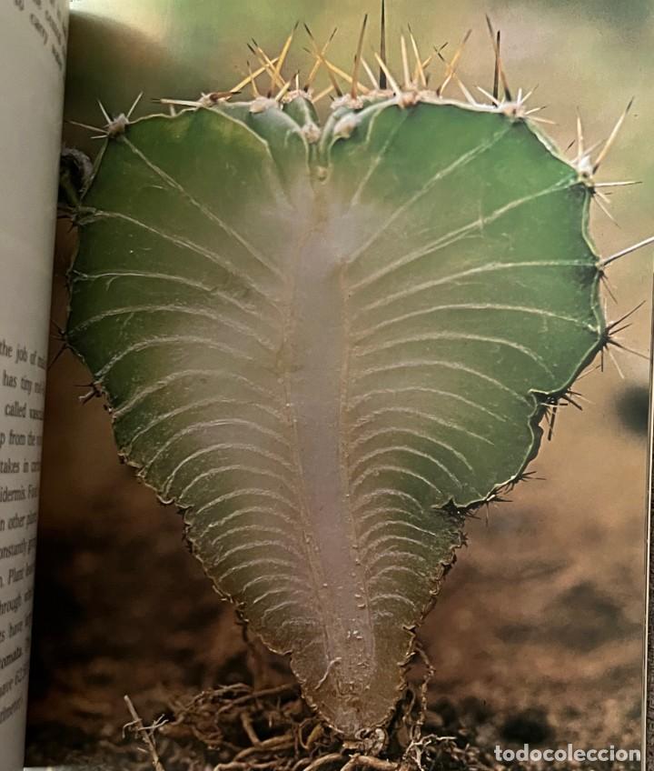 Libros de segunda mano: Cactus &middot; Cynthia Overbeck &middot; This edition first published 1982 - Foto 5