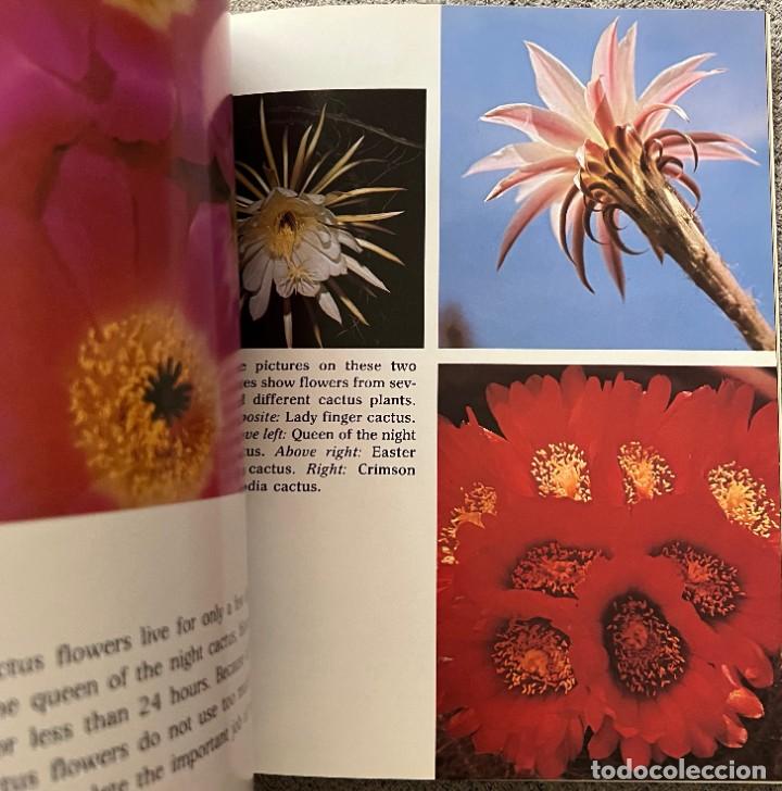 Libros de segunda mano: Cactus &middot; Cynthia Overbeck &middot; This edition first published 1982 - Foto 9