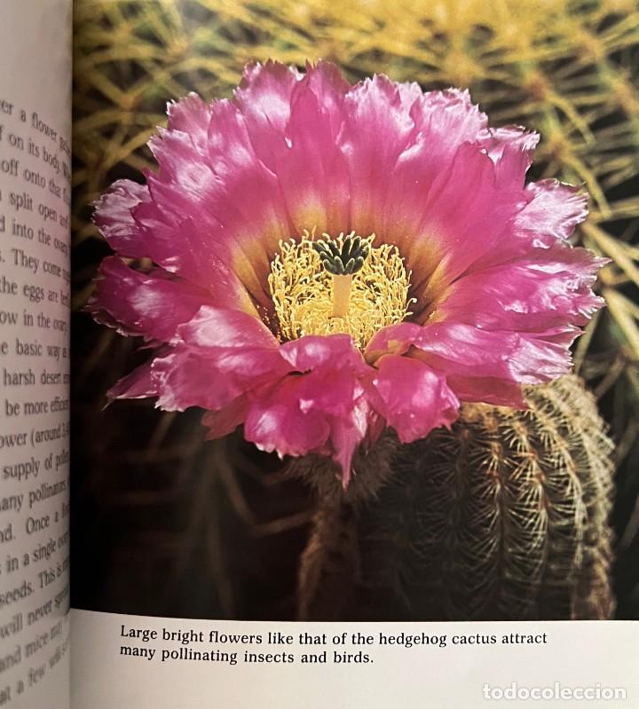 Libros de segunda mano: Cactus &middot; Cynthia Overbeck &middot; This edition first published 1982 - Foto 10