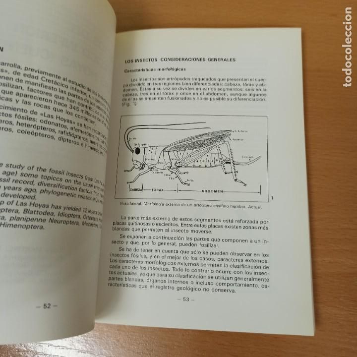 Libros de segunda mano: LIBRO - LA FAUNA DEL PASADO EN CUENCA - ACTAS DEL I CURSO DE PALEONTOLOGIA - Foto 4