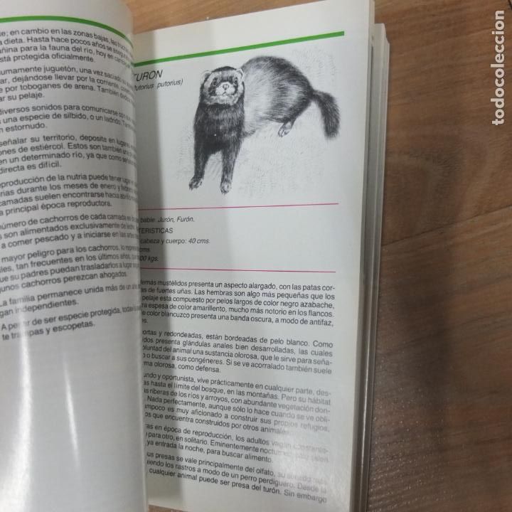 Libros de segunda mano: Mamiferos salvajes de Asturias / Ernesto Junco - Foto 3