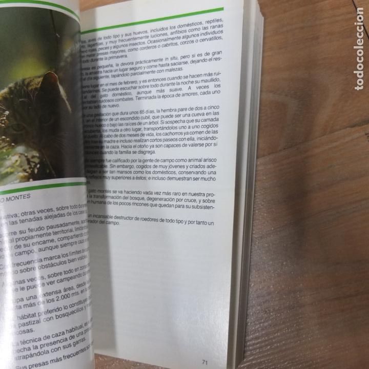 Libros de segunda mano: Mamiferos salvajes de Asturias / Ernesto Junco - Foto 4