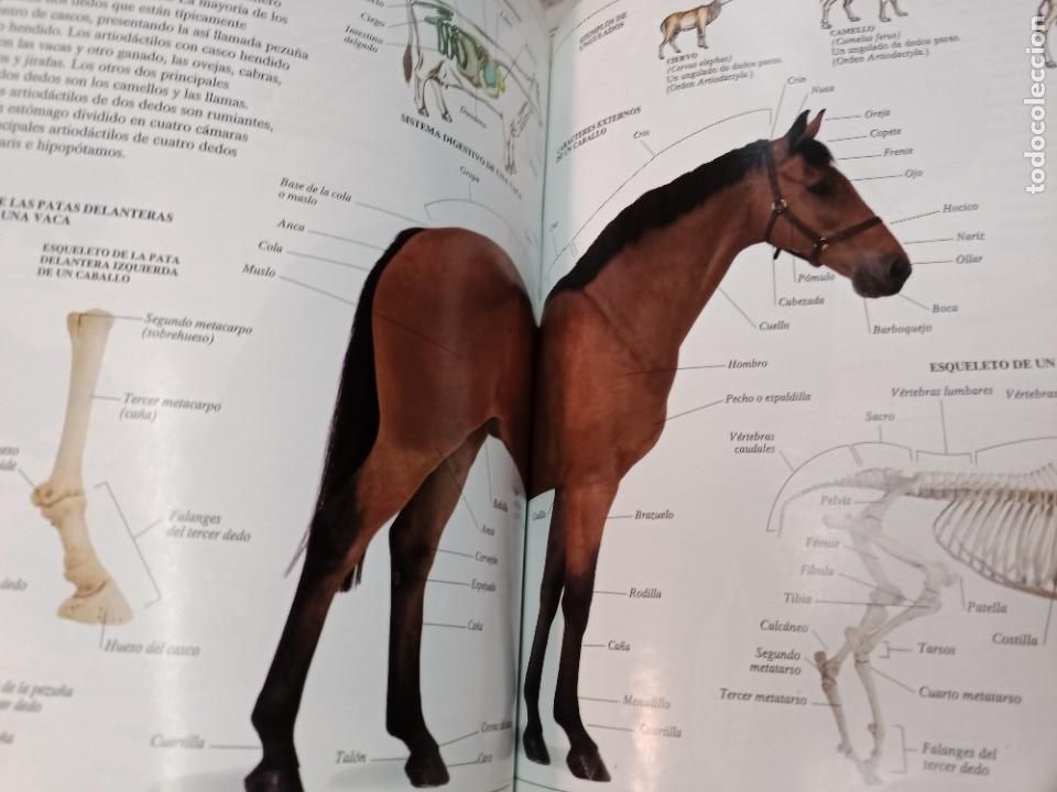 Libros de segunda mano: Enciclopedia visual de los seres vivos 3 tomos SA8827 - Foto 5