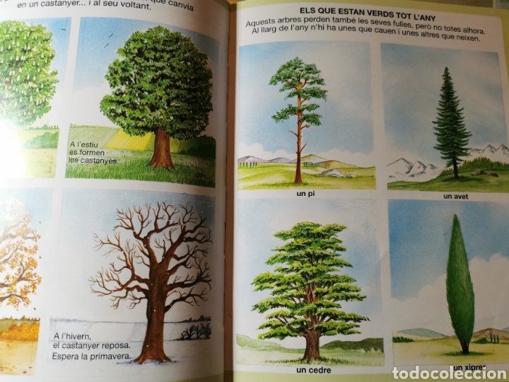 Libros de segunda mano: DICCIONARI &rdquo;EN IMATGES DE LA NATURA&rdquo; - FLEURUS PANINI - EN CATALA - Foto 2