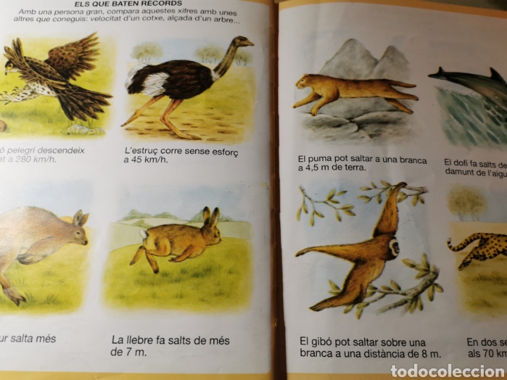 Libros de segunda mano: DICCIONARI &rdquo;EN IMATGES DE LA NATURA&rdquo; - FLEURUS PANINI - EN CATALA - Foto 3