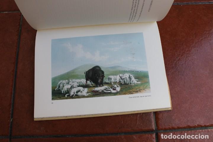 Libros de segunda mano: LOS INDIOS DE NORTEAMERICA GEORGE CATLIN ; LA PIPA SAGRADA - Foto 4