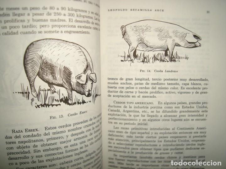 Libros de segunda mano: 22- EL CERDO. SU CR&Iacute;A Y EXPLOTACI&Oacute;N - LEOPOLDO ESCAMILLA ARCE - Foto 7