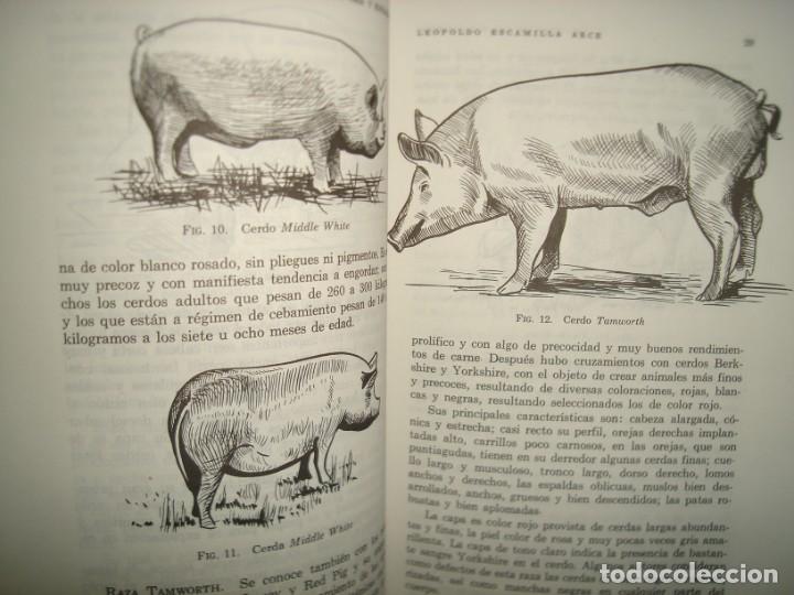 Libros de segunda mano: 22- EL CERDO. SU CR&Iacute;A Y EXPLOTACI&Oacute;N - LEOPOLDO ESCAMILLA ARCE - Foto 8
