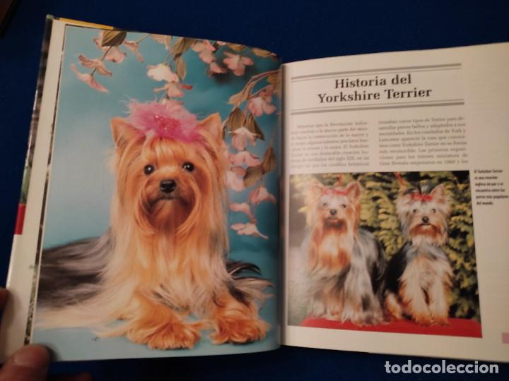 Libros de segunda mano: Yorkshire Terrier R. Keyes Ed. Hispano Europea 2008 - Foto 8