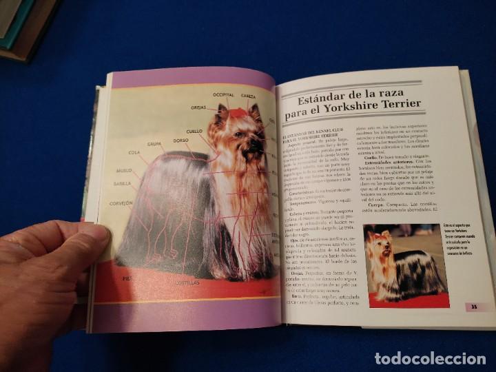 Libros de segunda mano: Yorkshire Terrier R. Keyes Ed. Hispano Europea 2008 - Foto 9