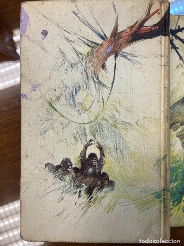 Libros de segunda mano: TARZ&Aacute;N DE LOS MONOS- E.R. BURROUGHS - EDGAR RICE- 1973 - Foto 3