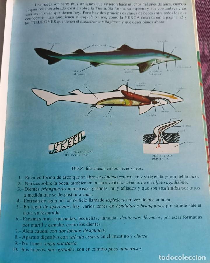 Libros de segunda mano: Libro &rdquo;El Misterioso mundo de los peces&rdquo; - 1978 - Foto 6
