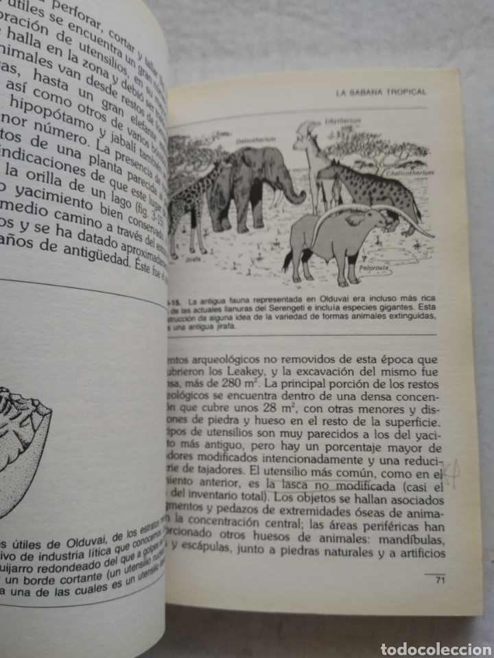 Libros de segunda mano: ECOLOG&Iacute;A HUMANA - Foto 3