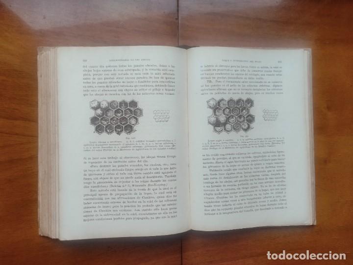 Libros de segunda mano: La abeja y la colmena. Langstroth- Dadant. Leer descripci&oacute;n - Foto 12
