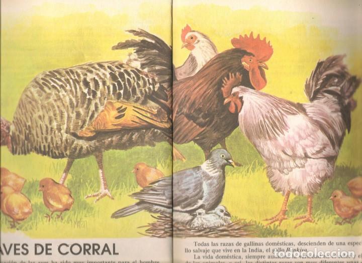 Libros de segunda mano: MI PRIMER LIBRO DE ANIMALES. AVES Y BOSQUE. ALCOEXPORT. (P/C50) - Foto 3