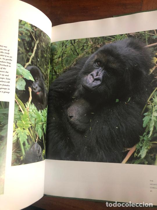 Libros de segunda mano: SARA GODWIN, GORILLAS 37 cm x 27 cm - Foto 2