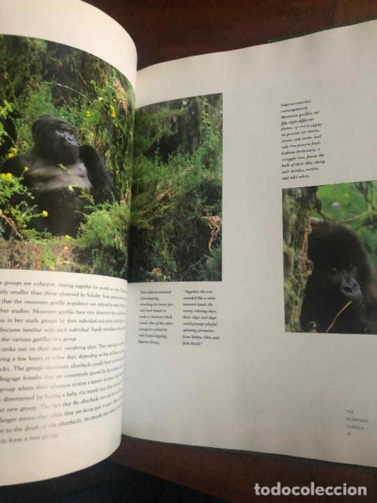 Libros de segunda mano: SARA GODWIN, GORILLAS 37 cm x 27 cm - Foto 5