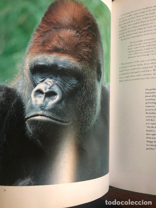 Libros de segunda mano: SARA GODWIN, GORILLAS 37 cm x 27 cm - Foto 6