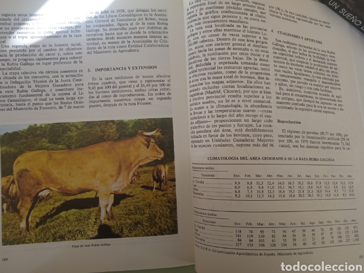 Libros de segunda mano: Cat&aacute;logo de razas aut&oacute;ctonas espa&ntilde;olas ll- Especie bovina. - Foto 6