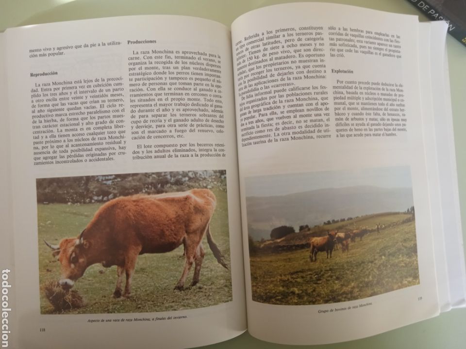 Libros de segunda mano: Cat&aacute;logo de razas aut&oacute;ctonas espa&ntilde;olas ll- Especie bovina. - Foto 7