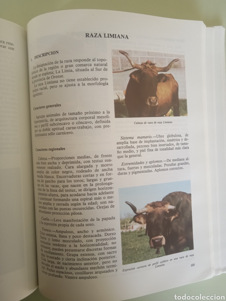 Libros de segunda mano: Cat&aacute;logo de razas aut&oacute;ctonas espa&ntilde;olas ll- Especie bovina. - Foto 8
