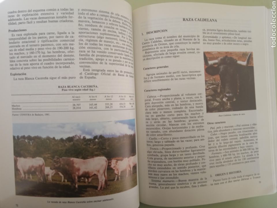 Libros de segunda mano: Cat&aacute;logo de razas aut&oacute;ctonas espa&ntilde;olas ll- Especie bovina. - Foto 9