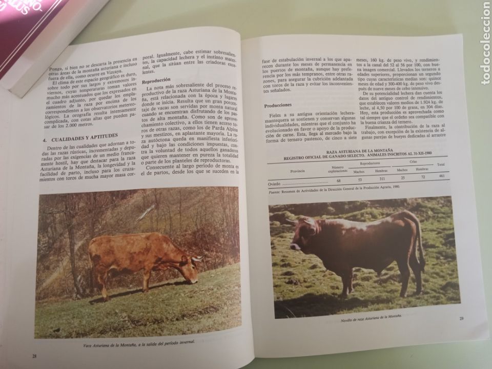 Libros de segunda mano: Cat&aacute;logo de razas aut&oacute;ctonas espa&ntilde;olas ll- Especie bovina. - Foto 11