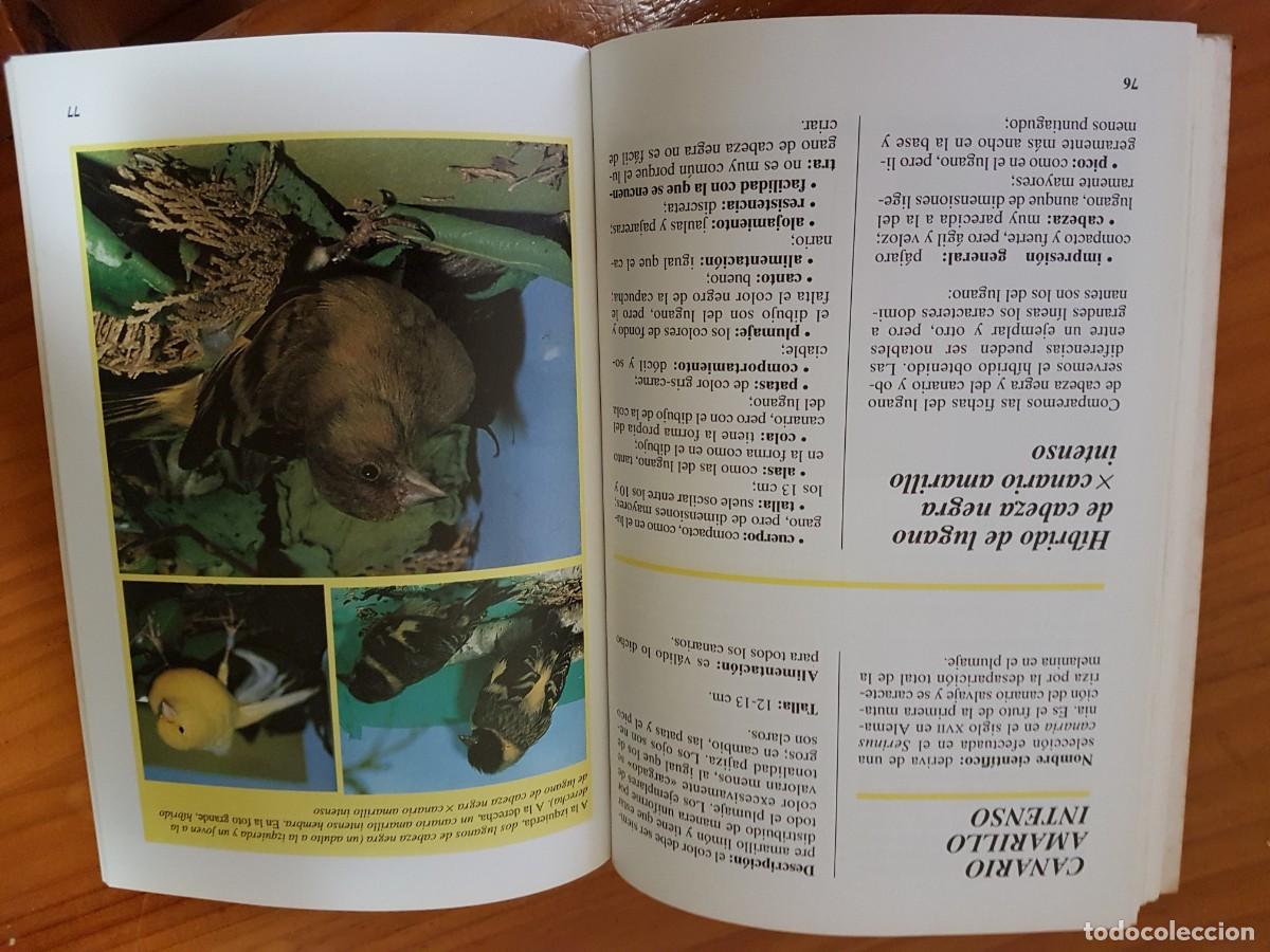 Libros de segunda mano: Libro La Hibridacion De Los Pajaros Gianni Ravazzi - De Vecchi ,A&ntilde;o1998 - Foto 3
