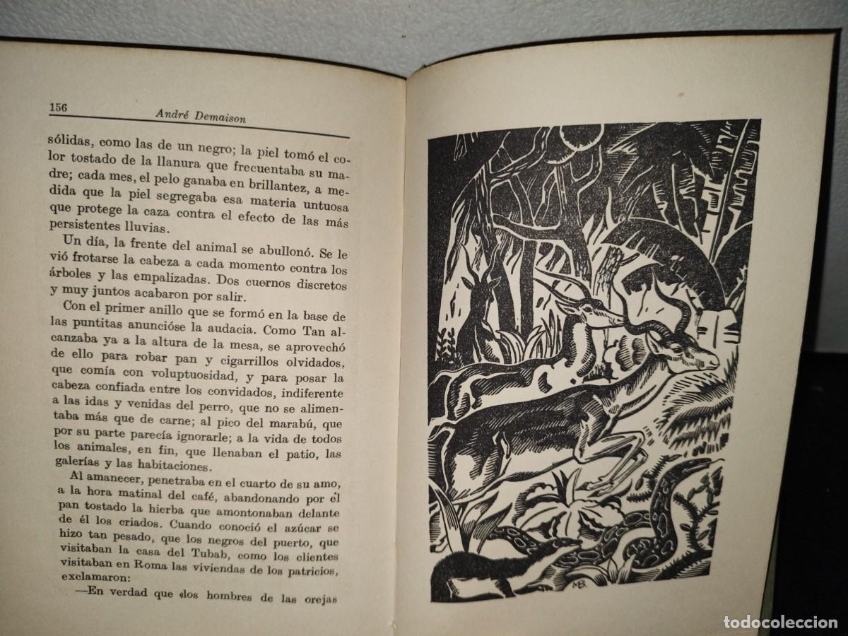 Libros de segunda mano: 53- EL LIBRO DE LOS ANIMALES SALVAJES - ANDR&Eacute; DEMAISON - 40S - 50S - Foto 7