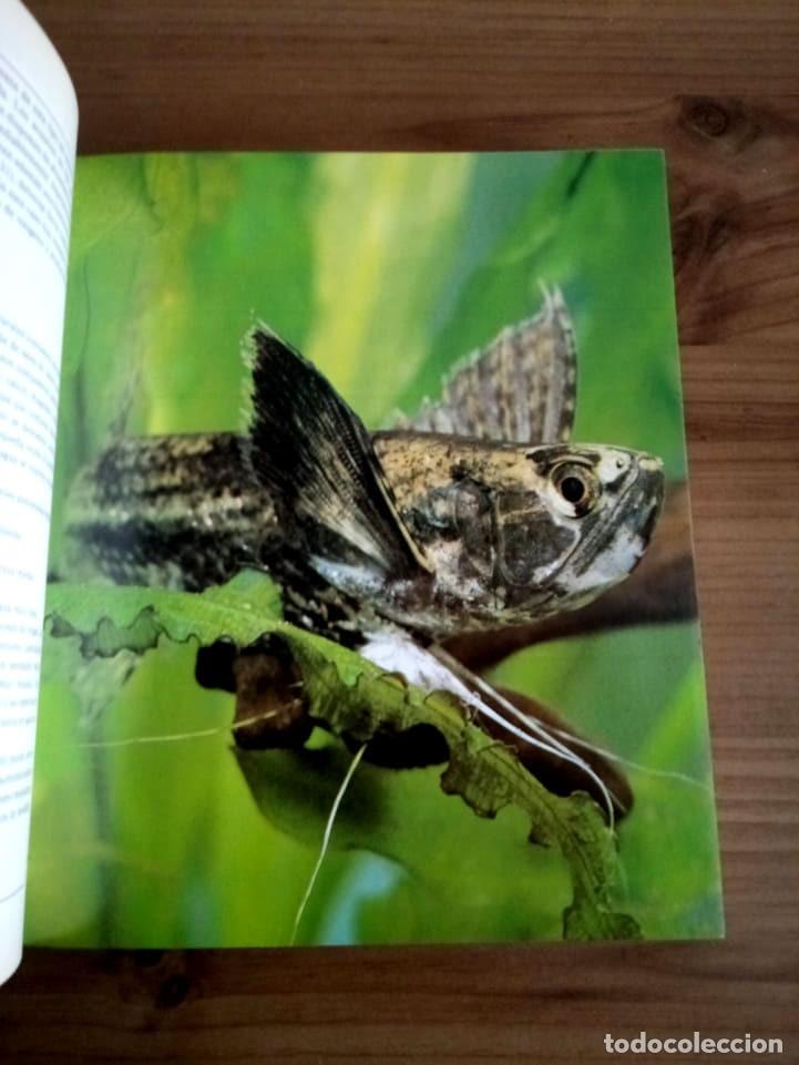 Libros de segunda mano: EL LIBRO DE LOS ACUARIOS. SCHEURMANN, INES. EVEREST. ED. 1988 - Foto 7