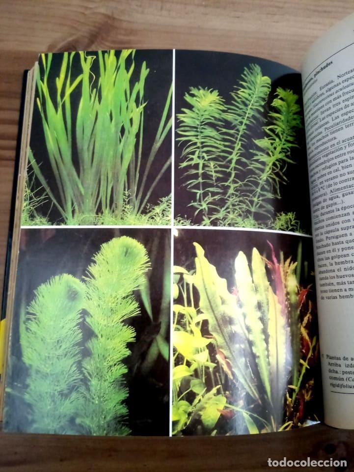 Libros de segunda mano: EL LIBRO DE LOS ACUARIOS. SCHEURMANN, INES. EVEREST. ED. 1988 - Foto 14