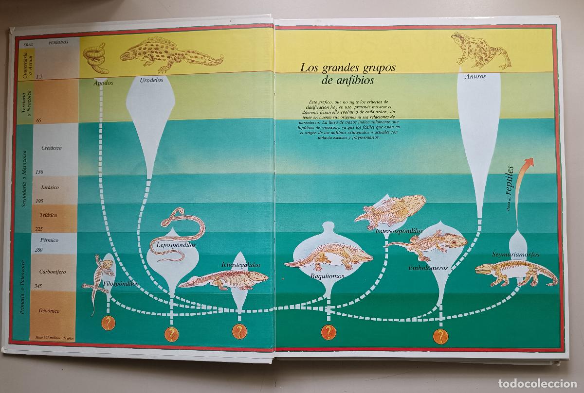 Libros de segunda mano: LOS ANFIBIOS Y LOS MAMIFEROS. HISTORIA DE LA EVOLUCION - Foto 3
